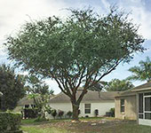 expert arborist care and canopy lifting, tree pruning, tree trimming for curb appeal 