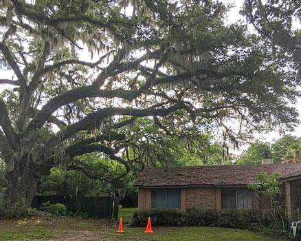 Live Oak in need of canopy care to remove limbs encroaching on the roof and open up it's boughs for air flow
