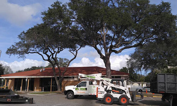 Tree Service Volusia County Fl for commercial properties by DTS Tree Service provides tree management programs, dependable maintenance, tree removal, canopy care and insurance claim mitigation for Commercial, Municipal, and Educational Campuses throughout Volusia County FL
