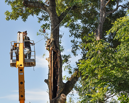 Emergency tree removal service using DTS pullies, swings and rope down techniques for safety first on this rotten hollow Turkey Oak growing too close to the home a day in advance of hurricane winds.