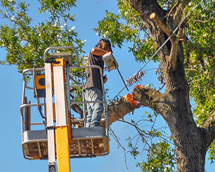 DTS Arborist removes branch hanging over home using a series of pullies, swings, and rope down methods during an emergency tree removal service