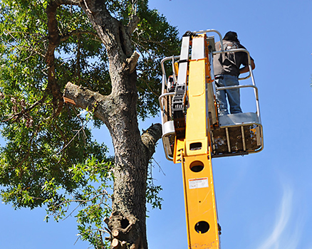 Emergency removal of large trees uses a full suite of tree service equipment: Chainsaws, Bucket Truck, Spider Lift, Bobcat Back Hoe, a large Dump Truck, Pulleys, Swings, and Ropes