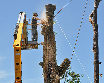 Tree canopy removal conpleted in an emergency tree service by DTS, leaving the gaping hollow to be skillfully lowered to the ground intact for use as a gardeners bromilad planter