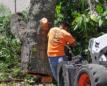 Massive 12-foot section of trunk is skillfully lowered by DTS Arborist, then manuevered onto the Bobcat for prescision placement on a neighboring property. DTS arborists fine-tuned team complete another successful tree removal and clean-up.